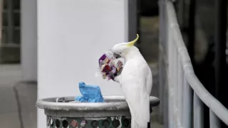 Zázračná planeta: Svérázné chování zvířat (3/3)