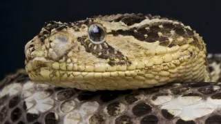 Zázračná planeta: Svérázné chování zvířat (3/3)