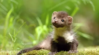 Zázračná planeta: Svérázné chování zvířat (3/3)