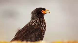 Zázračná planeta: Svérázné chování zvířat (3/3)