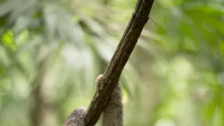 Zázračná planeta: Svérázné chování zvířat (3/3)