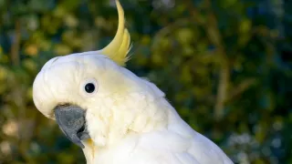 Zázračná planeta: Svérázné chování zvířat (3/3)