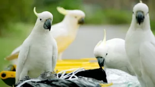 Zázračná planeta: Svérázné chování zvířat (3/3)