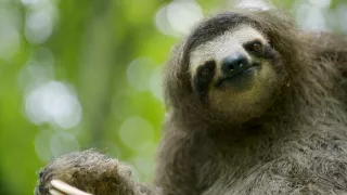 Zázračná planeta: Svérázné chování zvířat (3/3)