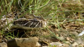 Zázračná planeta: Svérázné chování zvířat (3/3)