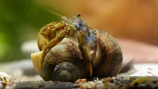 Zázračná planeta: Svérázné chování zvířat (3/3)