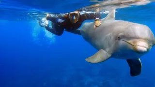 Delfíny v úlohe terapeutov