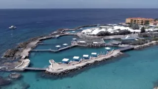 Delfíny v úlohe terapeutov