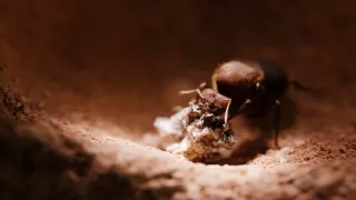 Tvořivá díla zvířecí říše (2/3)