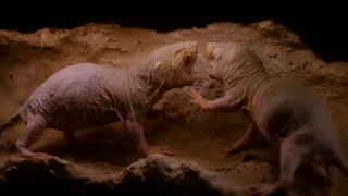 Tvořivá díla zvířecí říše (2/3)