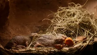Tvořivá díla zvířecí říše (2/3)