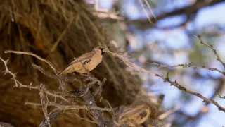 Tvořivá díla zvířecí říše (2/3)