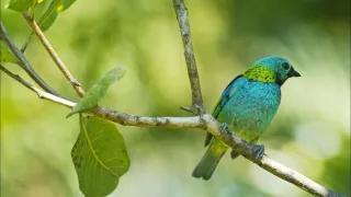 Tep Atlantického lesa