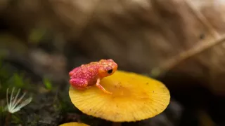 Tep Atlantického lesa