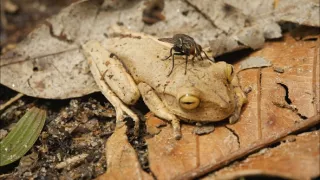 Tep Atlantického lesa