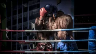 Oči orangutana