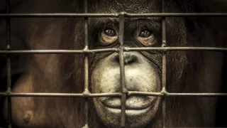 Oči orangutana