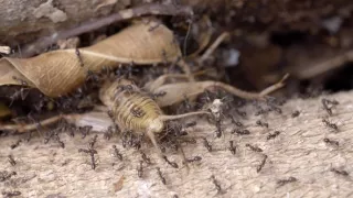 Zvířecí sociální sítě (5)