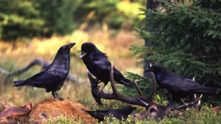 Lesné rozprávky bratov Grimmovcov