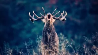 Lesné rozprávky bratov Grimmovcov