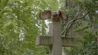 Lesné rozprávky bratov Grimmovcov