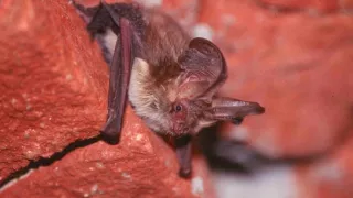 Lesné rozprávky bratov Grimmovcov