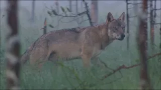 Lesné rozprávky bratov Grimmovcov