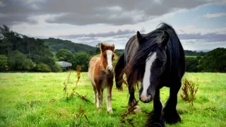 Veterinář z Yorkshiru IX (5)