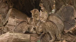 Tajný život jazvecov