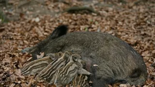 Tajný život jazvecov