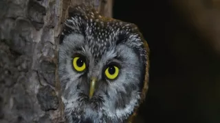 Tajný život jazvecov