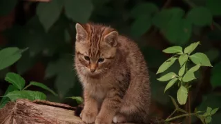 Tajný život jazvecov