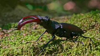 Tajný život jazvecov