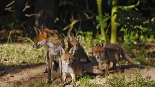 Tajný život jazvecov