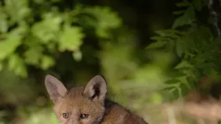 Tajný život jazvecov