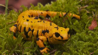 Tajný život jazvecov