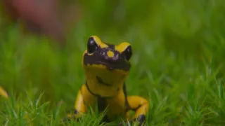 Tajný život jazvecov