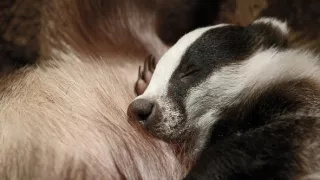 Tajný život jazvecov