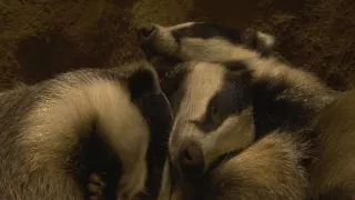 Tajný život jazvecov