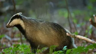 Tajný život jazvecov