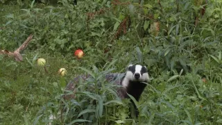 Tajný život jazvecov