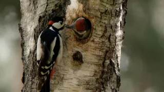 Tajný život jazvecov