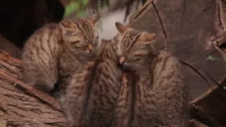 Tajný život jazvecov