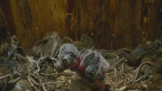 Tajný život jazvecov