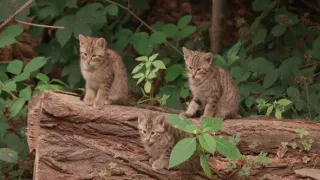 Tajný život jazvecov