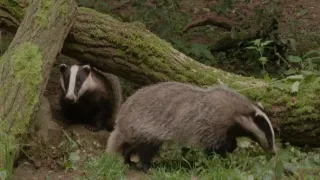 Tajný život jazvecov