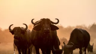 Okavango - rieka snov (4/4)