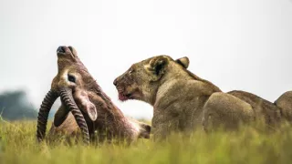 Okavango - rieka snov (4/4)