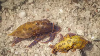 Tajný život na pobřeží (2)