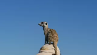 Okavango - rieka snov (4/4)